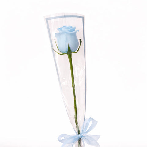 Single blue rose wrapped elegantly with ribbon on white background – romantic flower gift
