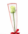 Single peach rose wrapped elegantly with ribbon on white background – romantic flower gift