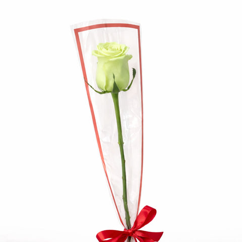 Single peach rose wrapped elegantly with ribbon on white background – romantic flower gift