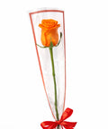 Single orange rose wrapped elegantly with ribbon on white background – romantic flower gift