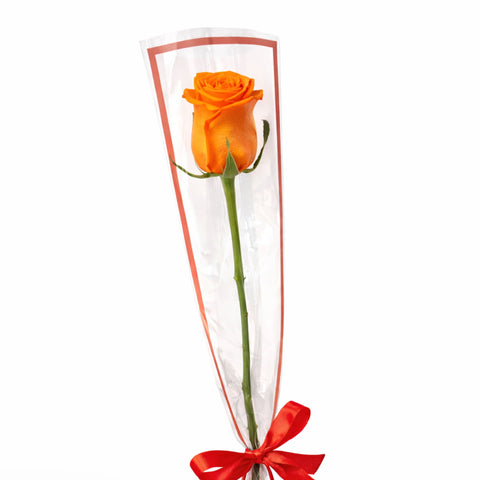 Single orange rose wrapped elegantly with ribbon on white background – romantic flower gift
