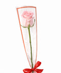 Single pink rose wrapped elegantly with ribbon on white background – romantic flower gift