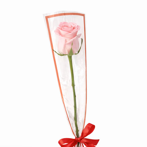 Single pink rose wrapped elegantly with ribbon on white background – romantic flower gift