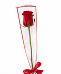 Single red rose wrapped elegantly with ribbon on white background – romantic flower gift