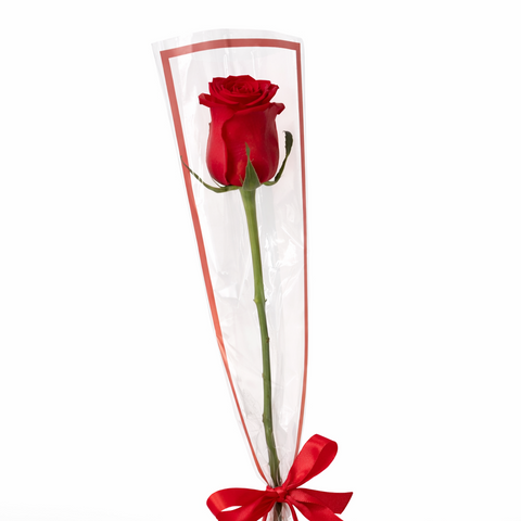 Single red rose wrapped elegantly with ribbon on white background – romantic flower gift