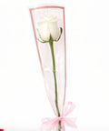 Single white rose wrapped elegantly with ribbon on white background – romantic flower gift
