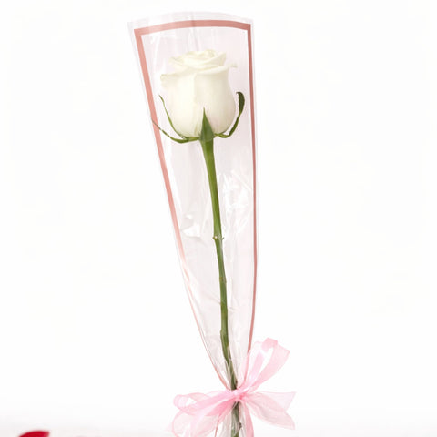 Single white rose wrapped elegantly with ribbon on white background – romantic flower gift
