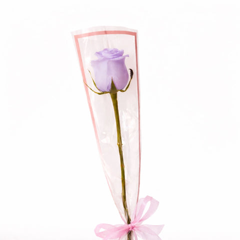 Single purple rose wrapped elegantly with ribbon on white background – romantic flower gift